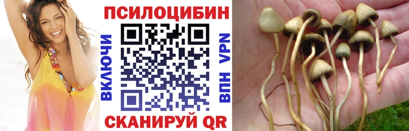 Псилоцибиновые грибы Cubensis  Купить  Советская Гавань 